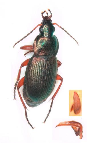 Réf. 267 349 : Chlaenius decipiens
